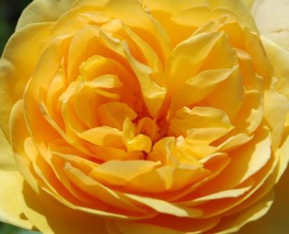 Rosa Gialla