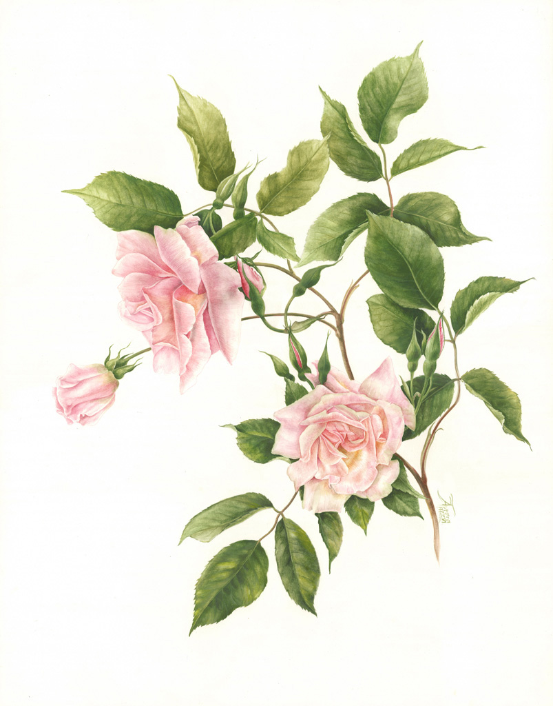 Rosa Portugaise, Aurora Tazza