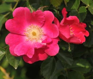 Rosa Rosa, il fiore