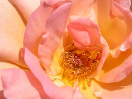 Rosa Rosa, Museo Giardino della Rosa Antica