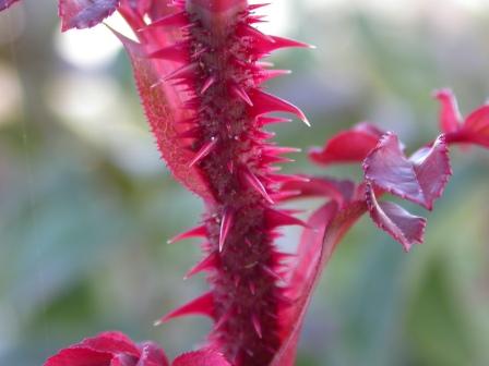 Spine di Rosa