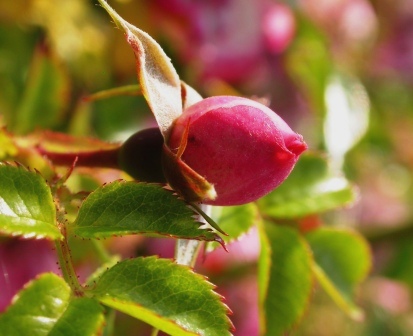 Bocciolo Rosa Rossa, Museo Giardino della Rosa Antica