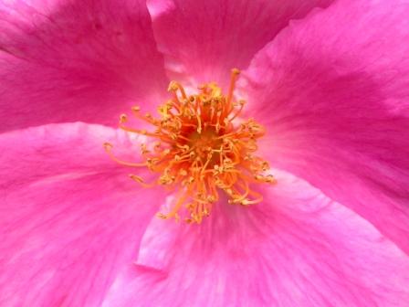 Rosa Rosa, Museo Giardino della Rosa Antica