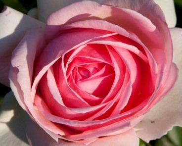 Eden Rose, Museo Giardino della Rosa Antica