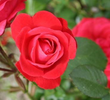 Rosa Rossa, Museo Giardino della Rosa Antica