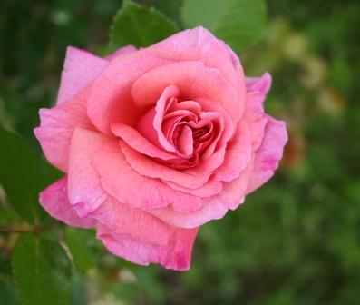 Rosa Rosa, Museo Giardino della Rosa Antica