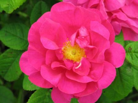 Rosa Gallica Officinalis o Rosa di Provinis