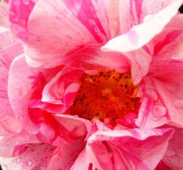 Rosa Gallica Versicolor, Museo Giardino della Rosa Antica