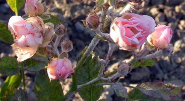 Rosa Francesca colpita da oidio