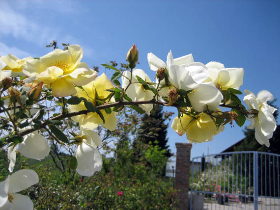 Rosa Fruhlingsgold - Germania 1937