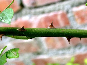 Spine di rosa