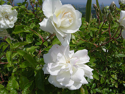 Rosa Alberic Barbier