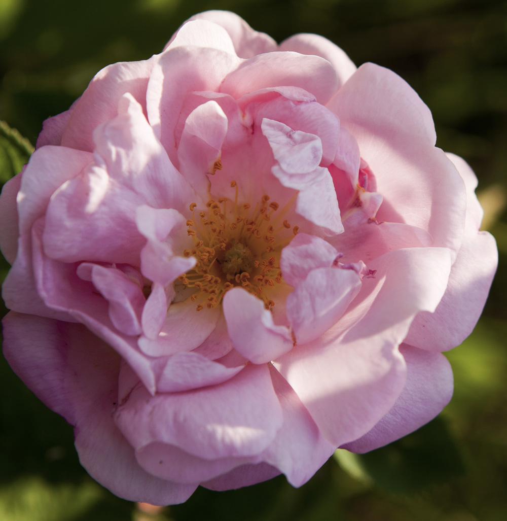 Comte de Chambord