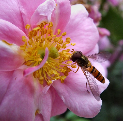 /Episyrphus balteatuson Floribunda RosaFukuokaCity Botanical Garden Fukuoka Kysh Japan