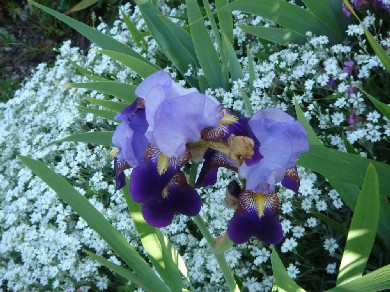 Iris ed erbacee perenni al Museo Giardino della Rosa Antica
