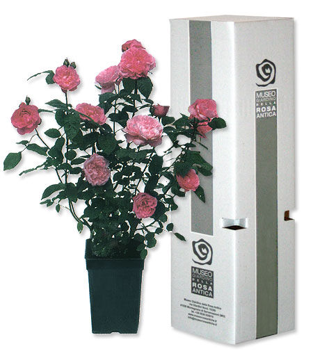 Ordinare le Rose al Museo