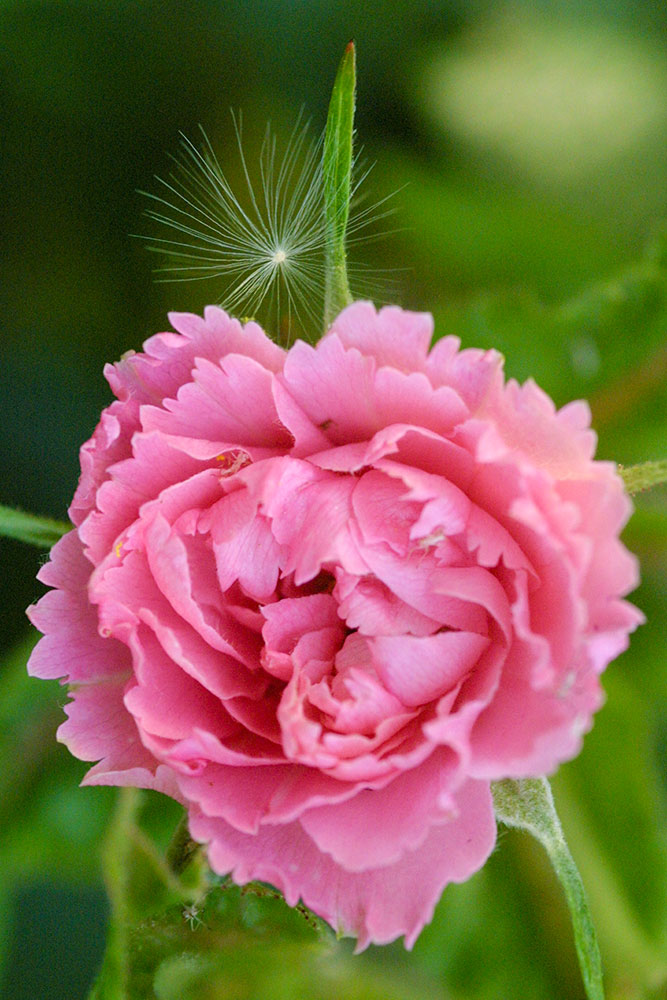 Pink Grootendorst