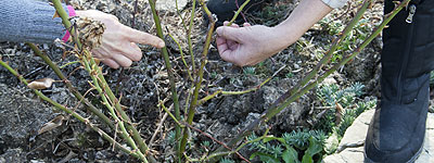 La potatura delle rose