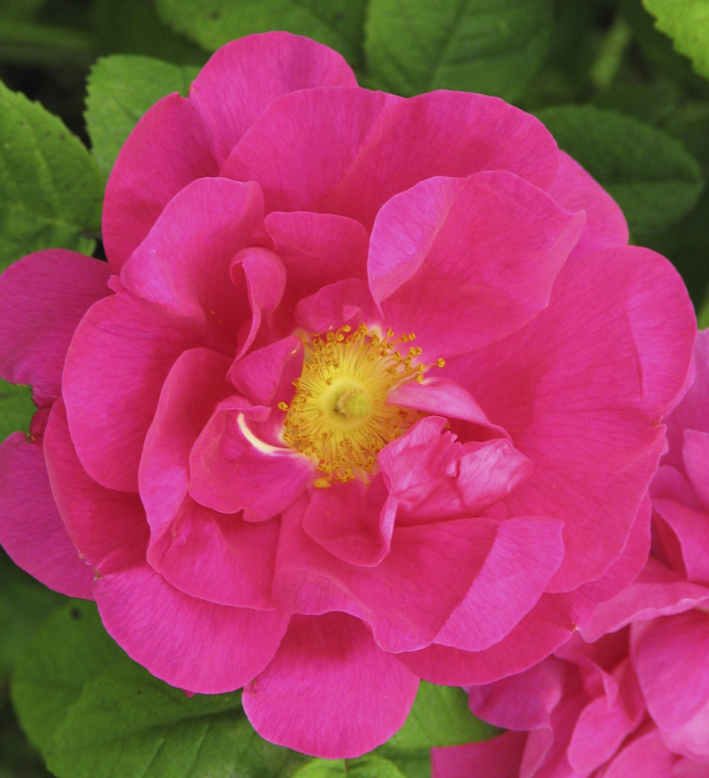 Rosa Gallica Officinalis