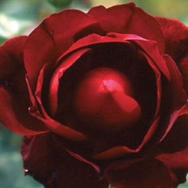 Le Rose rosse disponibili al Museo