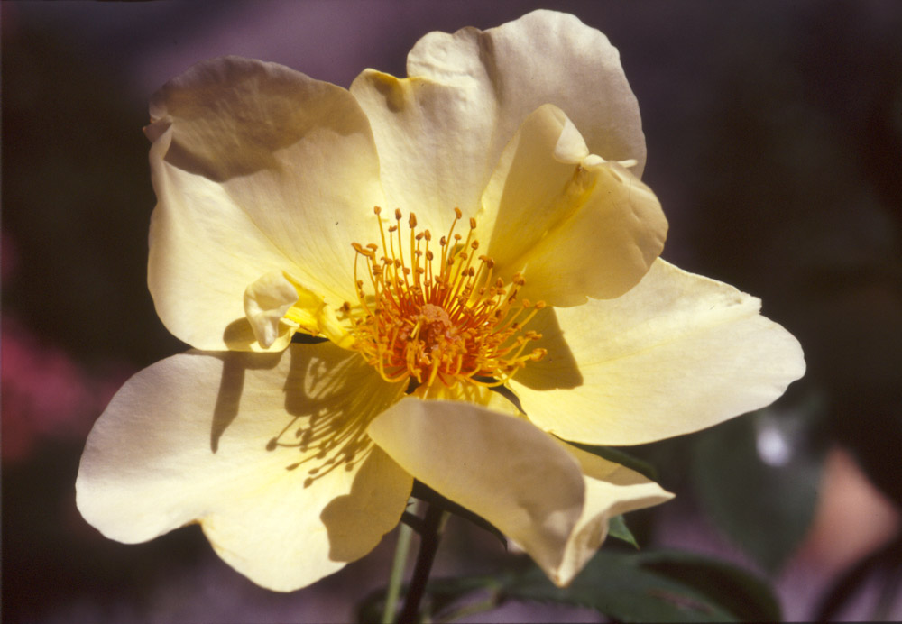 Rosa Golden Wings, Museo Giardino della Rosa Antica