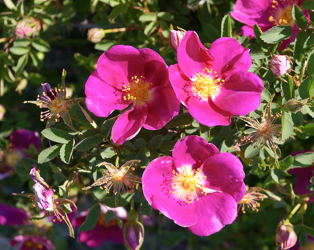 Rosa Single Cherry, Museo Giardino della Rosa Antica