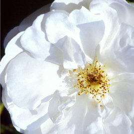 Le Rose bianche disponibili al Museo