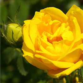 Le Rose gialle disponibili al Museo
