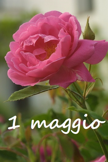 Rosa Bourbon Queen, collezione Museo della Rosa Antica