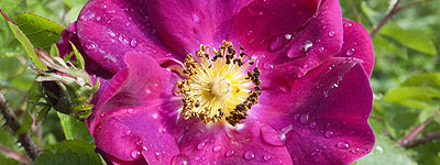 Dai vita alla tua rosa, corso di riproduzione da talea e da seme