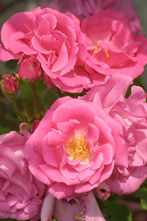 gruppo rose