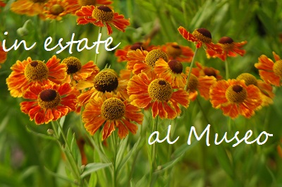 Gaillardia Aristata in fiore, Museo Giardino della Rosa Antica