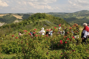 Serramazzoni Città delle Rose Nel roseto