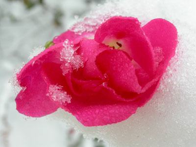 Rosa sotto la Neve, Museo Giardino della Rosa Antica