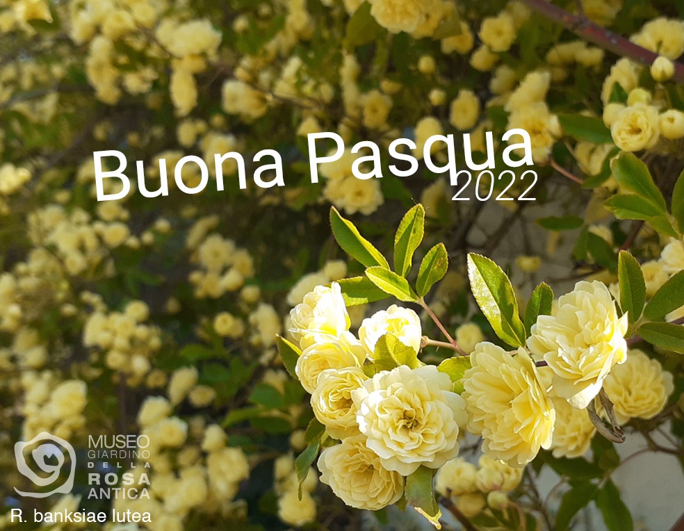 rosa banksia lutea - pasqua2022