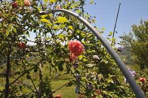 Serramazzoni Città delle Rose, Roseto Museo Giardino della Rosa Antica