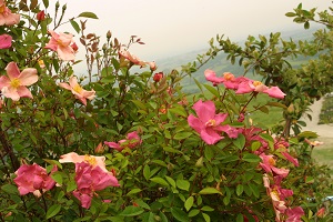 Serramazzoni Città delle Rose Rose al Museo Giardino della Rosa Antica