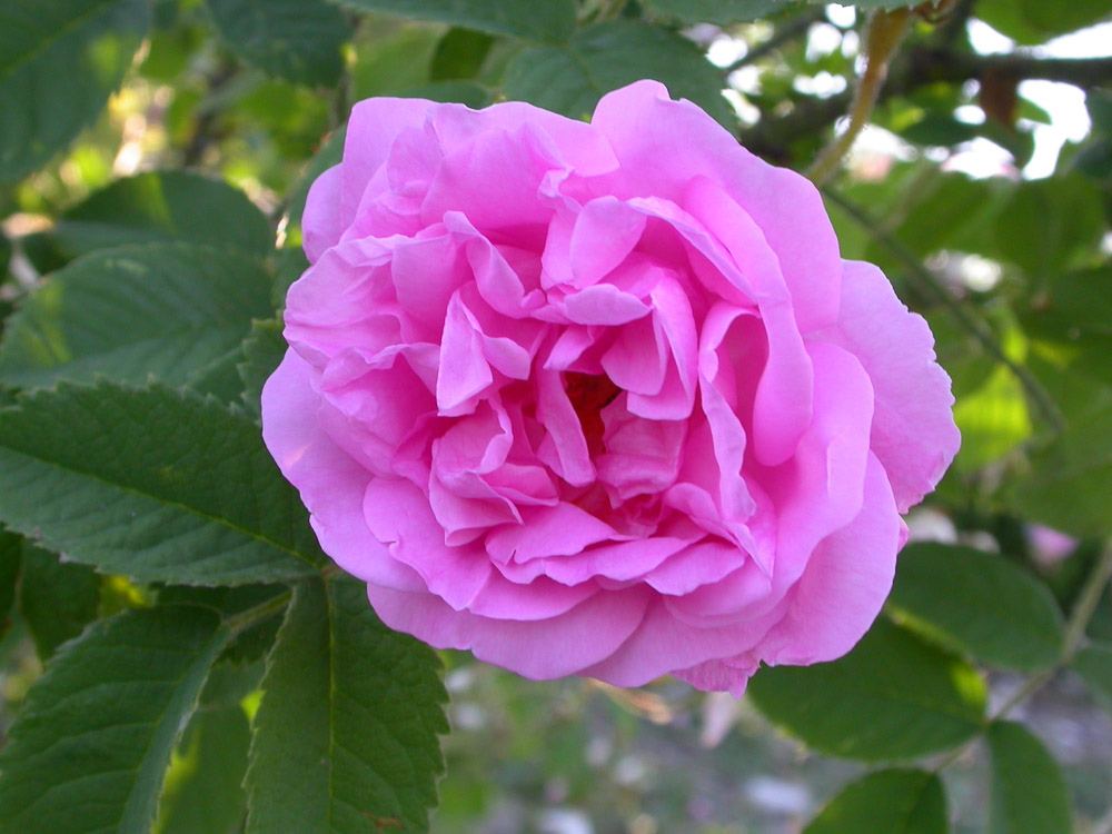 Rosa York and Lancaster