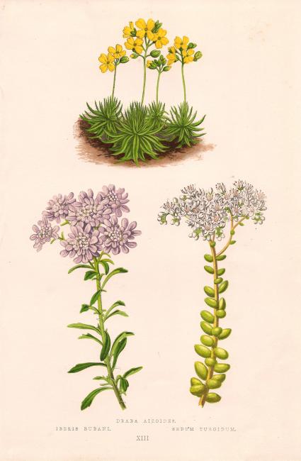 Sedum