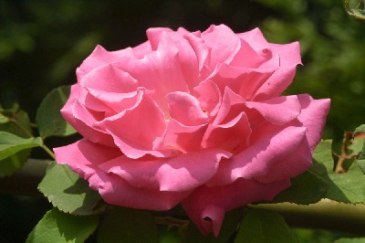 Rosa Zephirine Drohuin