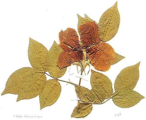 Campione di Rosa gigantea