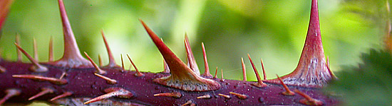 Aculei di Dunwich Rose
