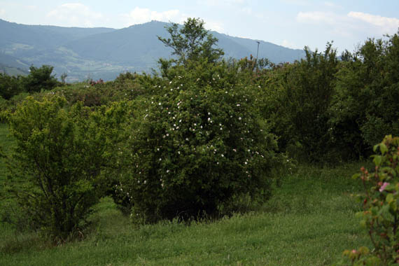 Rosa Canina Selvaggia