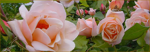 Centenaire de Lourdes
