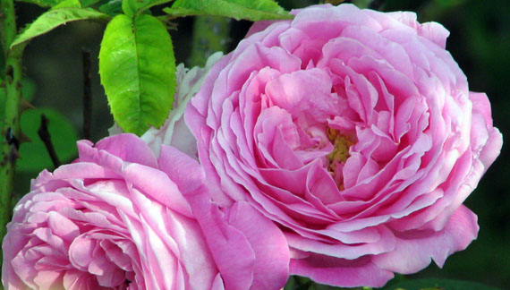 Rosa 'Duc de Fitzjames' - circa 1885
