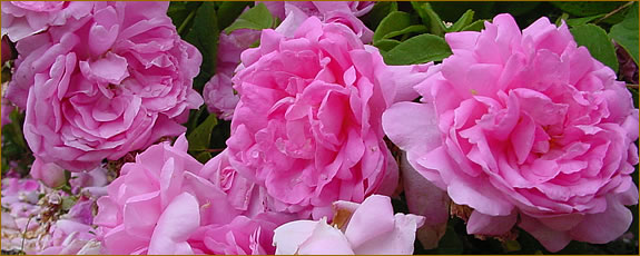 Rosa Isphahan
