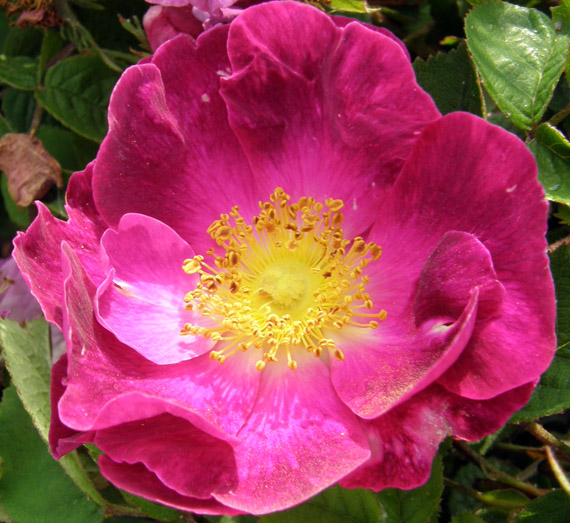 Rosa La Belle Sultane