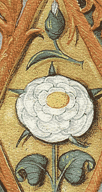 Rosa miniata, Escorial