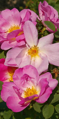 Rosa Marguerite Hilling - Inghilterra 1959 -