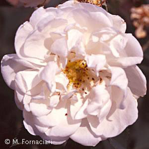 Rosa x Alba Maxima, Europa prima del XV secolo 